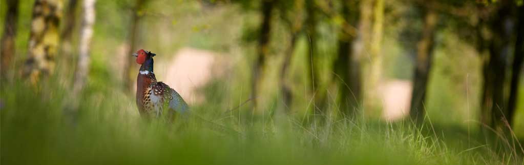 wildlife across the Worfield links